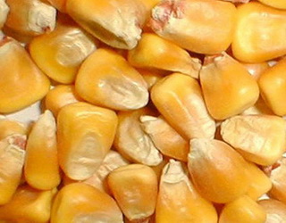 Україна має намір експортувати 27 млн тонн кукурудзи
